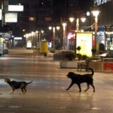Od početka godine psi u Beogradu naneli 218 povreda, građani zabrinuti za sebe i svoje ljubimce 12