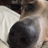 Apel Ani Brnabić: Vlasnici pasa u problemu zbog policijskog časa 9