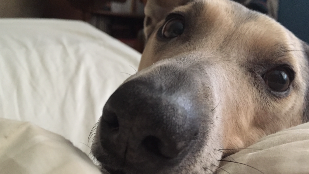 Apel Ani Brnabić: Vlasnici pasa u problemu zbog policijskog časa 1