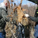Sistematsko trovanje šakala kod Novog Kneževca pokosiilo strogo zaštićene vrste 5