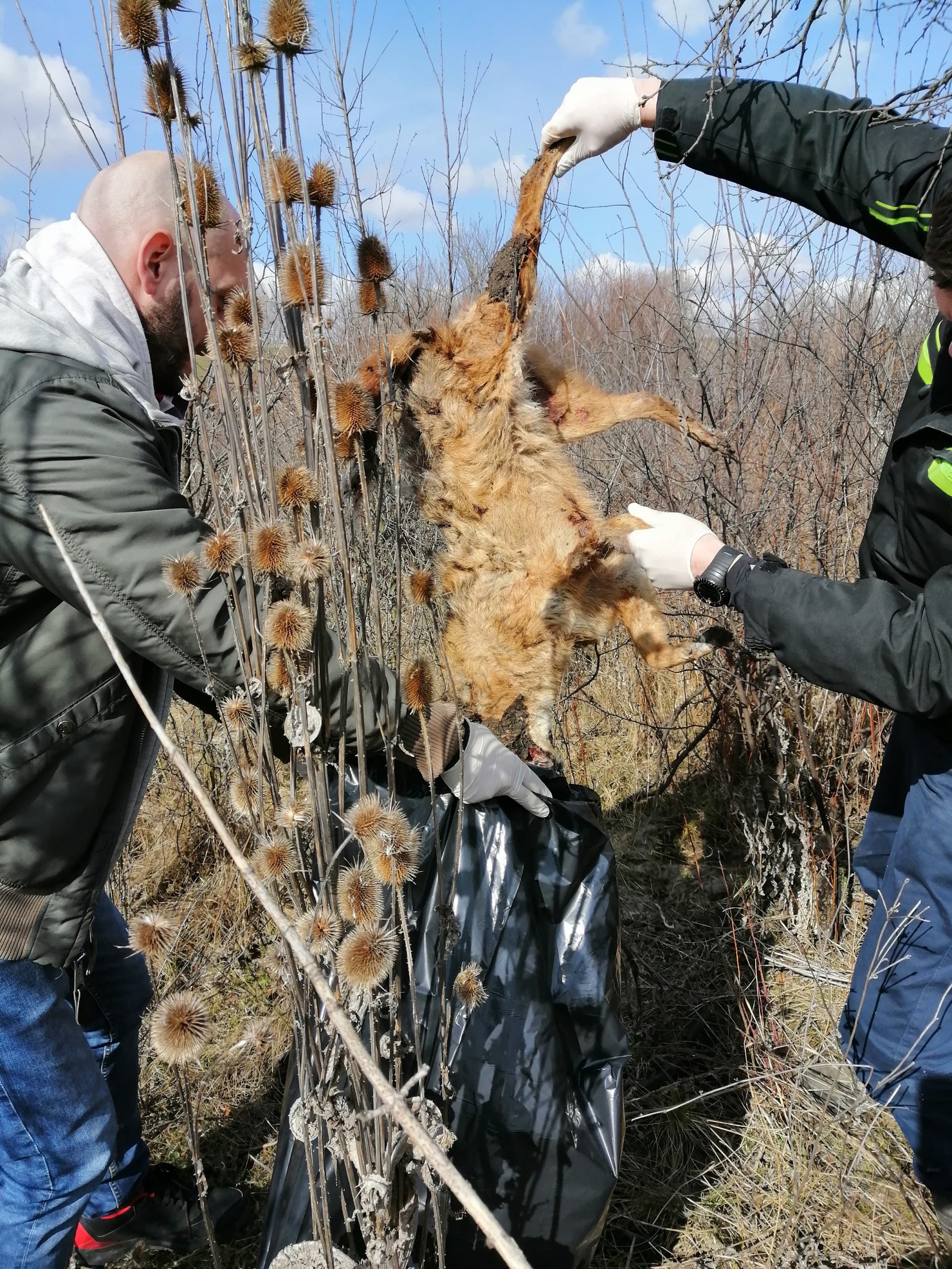 Sistematsko trovanje šakala kod Novog Kneževca pokosiilo strogo zaštićene vrste 1