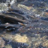 "Vode Vojvodine" objavile spisak osam novih prirodnih mrestilišta ribe (MAPA) 14