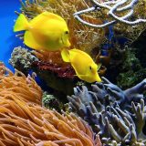 Da li će korali preživeti klimatske promene? 4