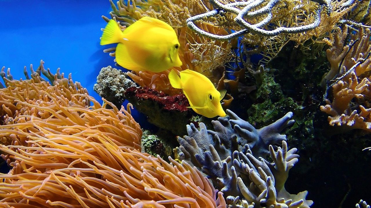 Da li će korali preživeti klimatske promene? 1