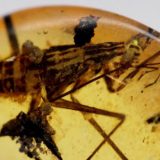 Nova otkrića o bubašvabama iz mjanmarskih pećina 3