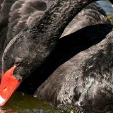 Da li je korona virus "crni labud"? 15