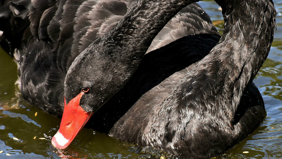 Da li je korona virus "crni labud"? 1