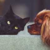 Psi i mačke mogu da se zaraze korona virusom, ali ga ne prenose 8