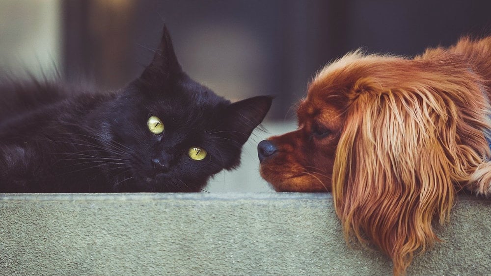 Psi i mačke mogu da se zaraze korona virusom, ali ga ne prenose 1