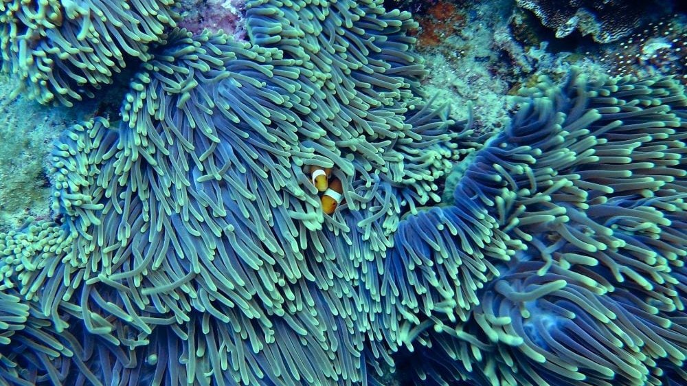 Sastojak krema za sunčanje uništava korale, sada se zna i kako 1
