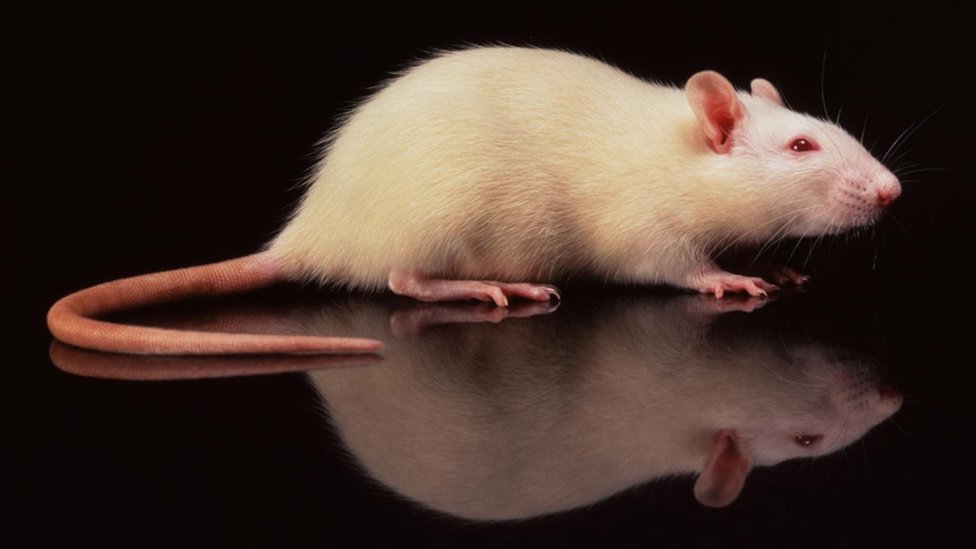 Čudesni mozak simultanih prevodilaca - kako se istovremeno misli na dva jezika 7 pacov