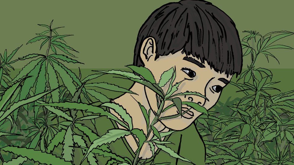Kako je dečak iz Vijetnama postao rob na britanskoj farmi kanabisa 1 Vietnamese boy in cannabis farm