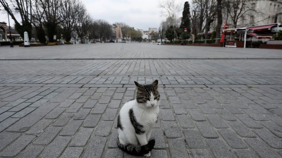 mačka na trgu sultana ahmeta u istanbulu