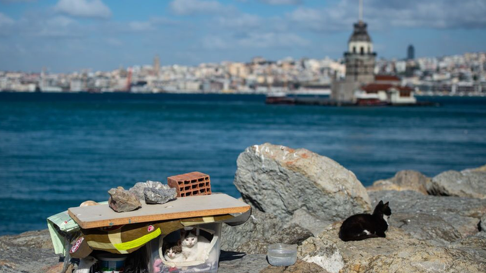 Korona virus i mačke: Kako spasiti najdraže lutalice Istanbula od gladi 3 sklonište za mačku