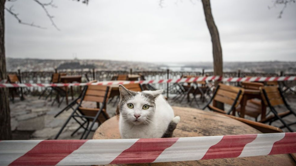 mačka ispred zatvorenog restorana u istanbulu