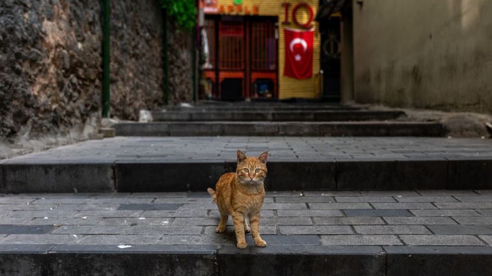 Korona virus i mačke: Kako spasiti najdraže lutalice Istanbula od gladi 9 mačka u istanbulu