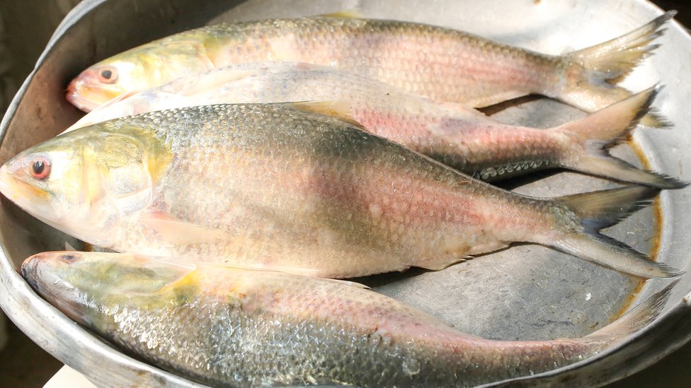 Ribolov i kriminal: Zašto bi Bangladeš mogao da ostane bez ribe 4 Three hilsa fish in a bowl