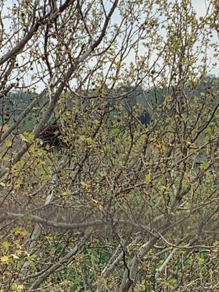 Korona virus i karantin: Kako smo preživeli 84 sata zatvoreni u kućama - priče iz BBC redakcije 5 Gnezdo