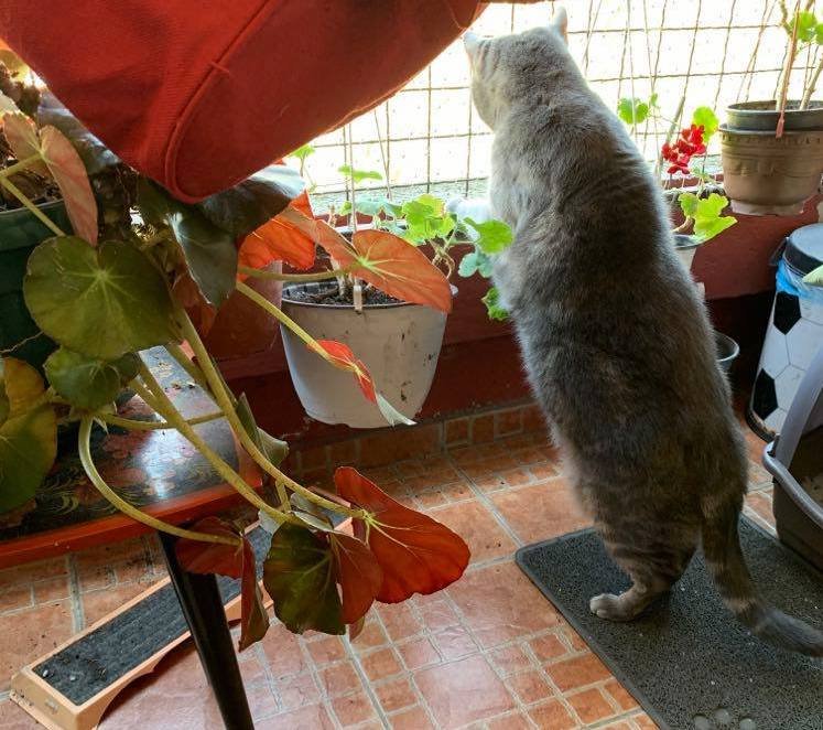 Korona virus i karantin: Kako smo preživeli 84 sata zatvoreni u kućama - priče iz BBC redakcije 4 Mačka