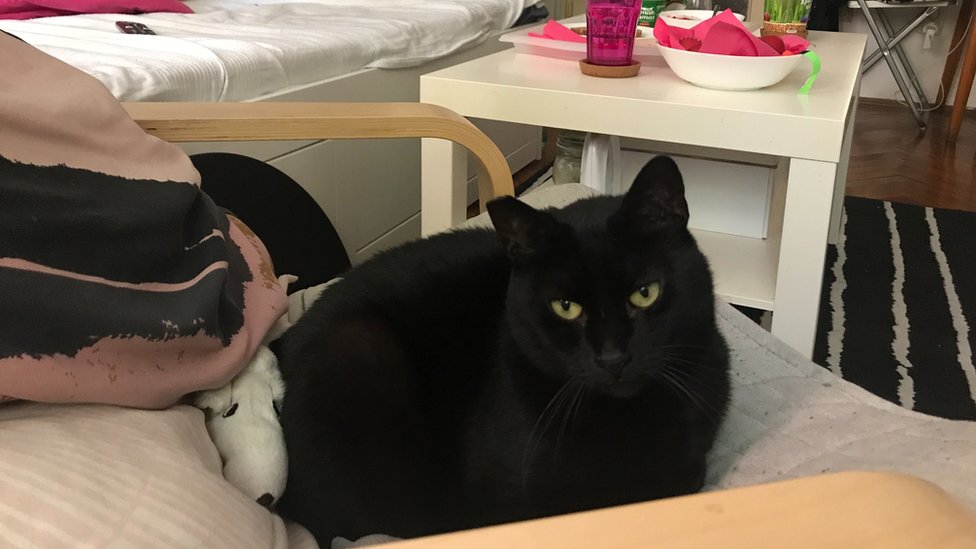 Korona virus i karantin: Kako smo preživeli 84 sata zatvoreni u kućama - priče iz BBC redakcije 7 Mačka