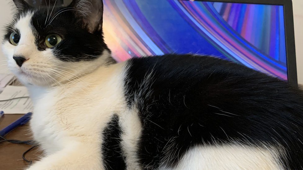 Korona virus i karantin: Kako smo preživeli 84 sata zatvoreni u kućama - priče iz BBC redakcije 8 Mačka