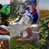 Korona virus i poljoprivreda u Srbiji: Volonteri menjaju način prodaje domaće hrane u Srbiji 5