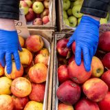 Agroanalitičar: Jabuka se količinski najviše izvozi, a malina donosi najviše novca 10