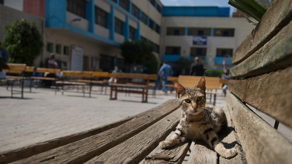 Mačke testirane pozitivno na virus 1