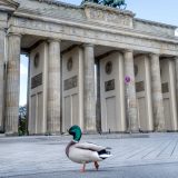 Nemačkoj potrebna pomoć lekara migranata 13