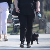 U Zrenjaninu sterilizacija i kastracija pasa koji imaju vlasnike 9