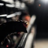 Zašto su kokoške na livadi omiljena ilustracija industrije jaja? 13