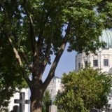 Beč: Poseta groblju od kuće 8