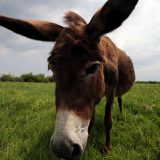 Zašto uzgajati magarce: Njihovo mleko je najsličnije majčinom 2