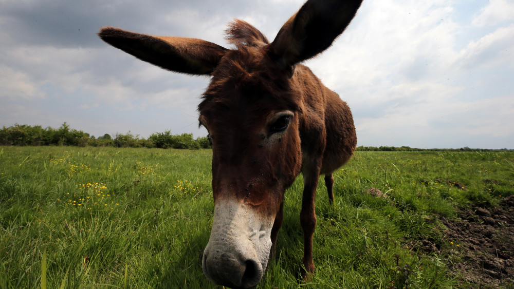Zašto uzgajati magarce: Njihovo mleko je najsličnije majčinom 1