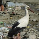 Seoba ptica: Svetski putnici u našim krajevima 1