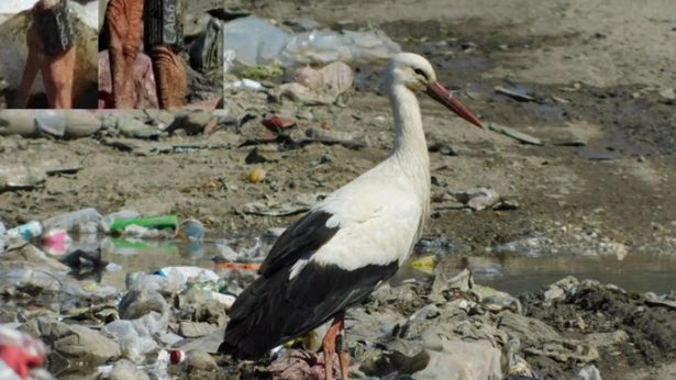 Seoba ptica: Svetski putnici u našim krajevima 1