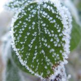 Vreme za nedelju: RHMZ najavio mraz i maglu, ali i sunce 12