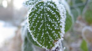 Vreme za nedelju: RHMZ najavio mraz i maglu, ali i sunce 2