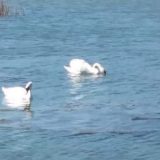 Labudovi na jezeru Sovinac 6