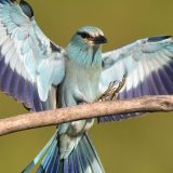 Društvo za zaštitu ptica: Otkriveno da modrovrana iz Srbije boravi i u Namibiji 4