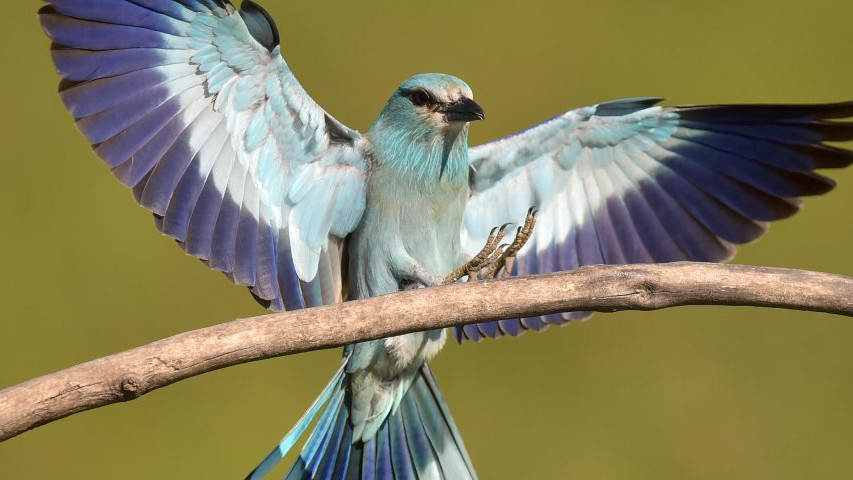 Društvo za zaštitu ptica: Otkriveno da modrovrana iz Srbije boravi i u Namibiji 1