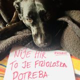 Problemi kućnih ljubimaca u Srbiji tokom vanrednih situacija i dalje nerešeni 4