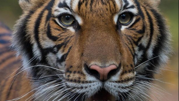 Radnicu u safari parku u Čileu usmrtio tigar 1