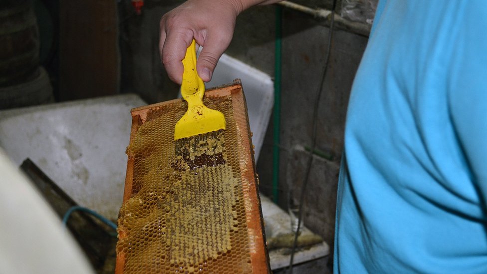 Korona virus, vanredno stanje i pčele: „Od pčela zavisi da li će ulje koštati jedan ili pet evra“ 1 Korona pčelari Marija Raca 2020