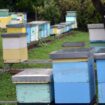 Majdanpek: Pčelari za podsticaje po košnici mogu da podnesu zahteve do 31. maja 20