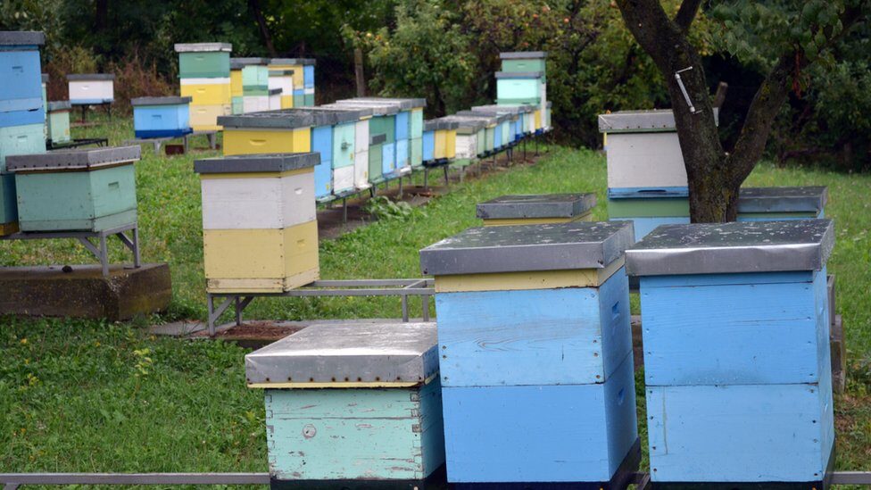 Majdanpek: Pčelari za podsticaje po košnici mogu da podnesu zahteve do 31. maja 12