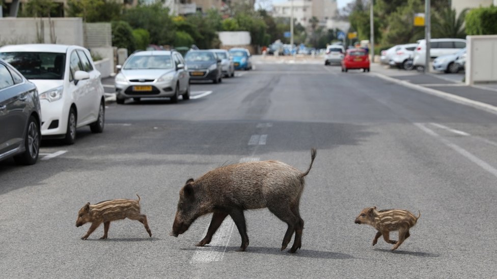 Wild boar in Haifa, Israel are enjoying food left in resident's rubbish bins