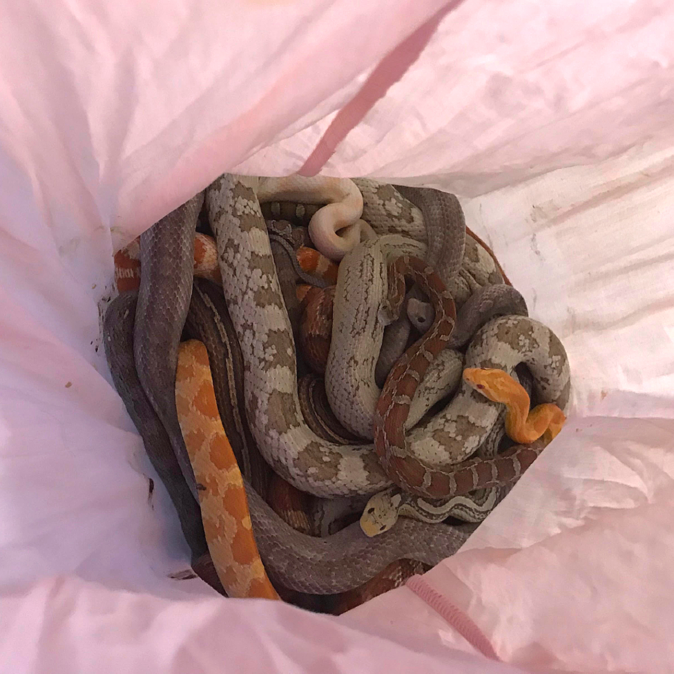 Snakes in a pink pillowcase