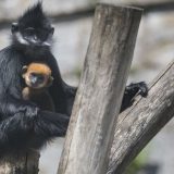 Korona virus: Životinje usamljene u zoološkim vrtovima, video čet sa jeguljama kao rešenje 7