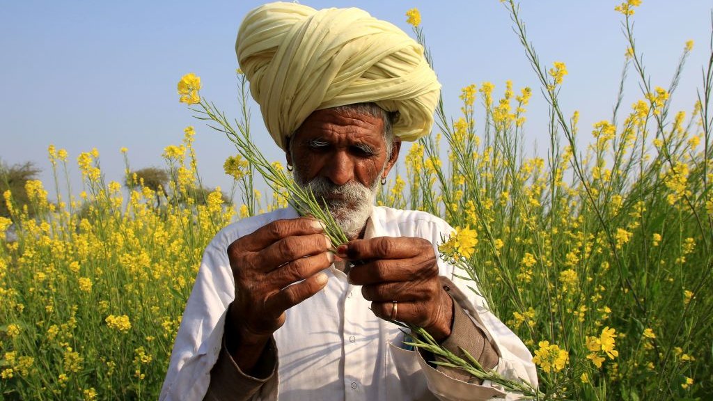 Korona virus: Saveti za lečenje uglavnom beskorisni, a mogu biti i štetni 1 Mustard farmer in India